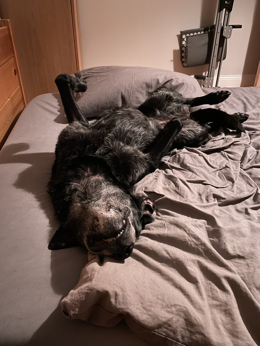 spanielhunter's tweet photo. @ameliaboone Sleepyhead https://t.co/0Hpl4MEPPy