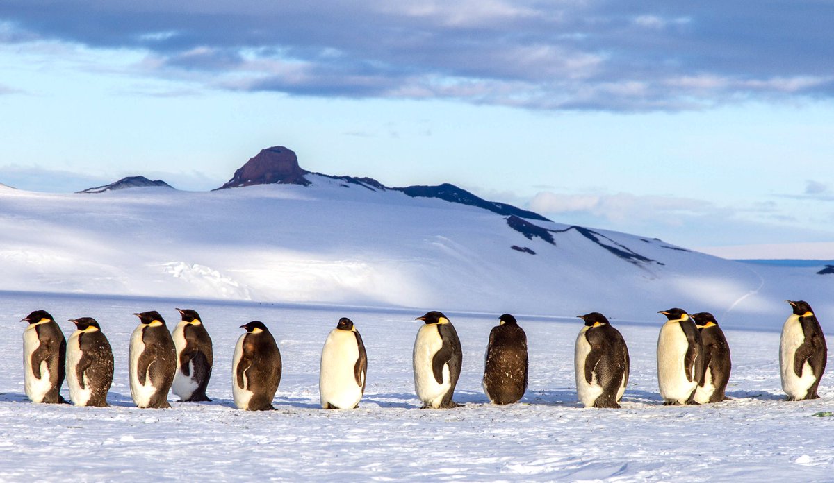 specificcooler_'s tweet photo. The voting line in Antarctica right now. https://t.co/Tgw2tM5XmJ