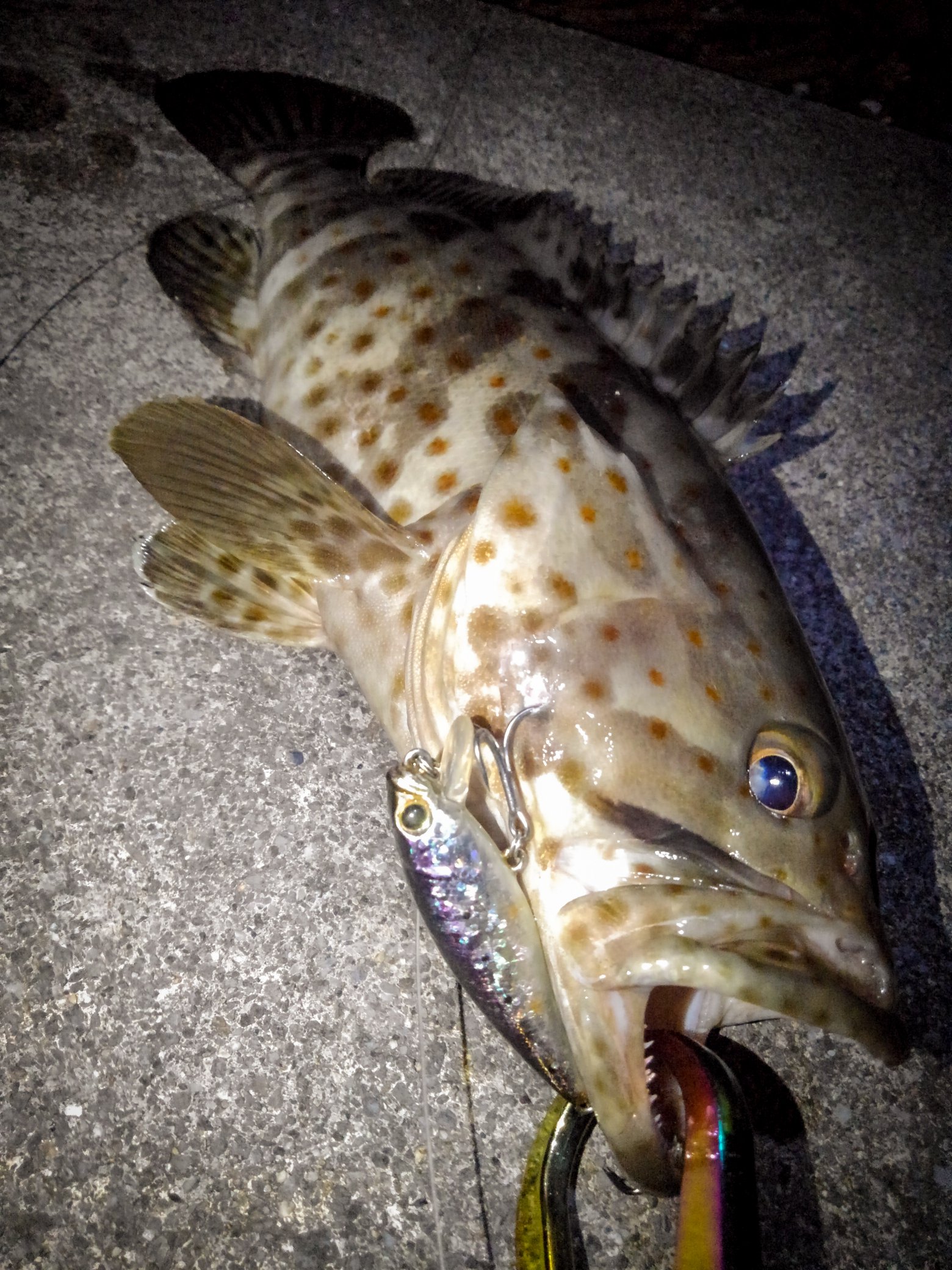 Orangespottedgrouper Twitter Search Twitter
