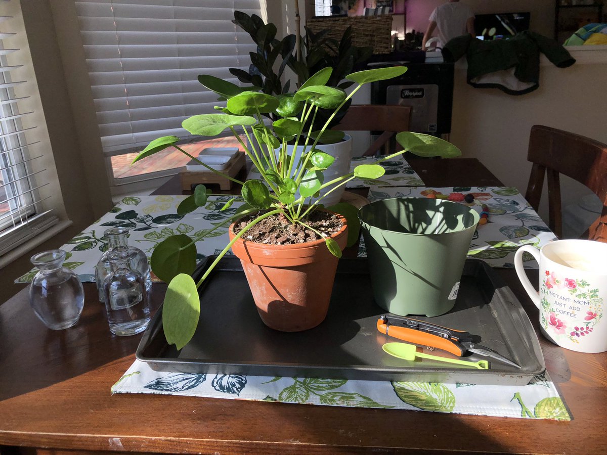 WtfPae's tweet image. #morningproject 🌱🤘🏻