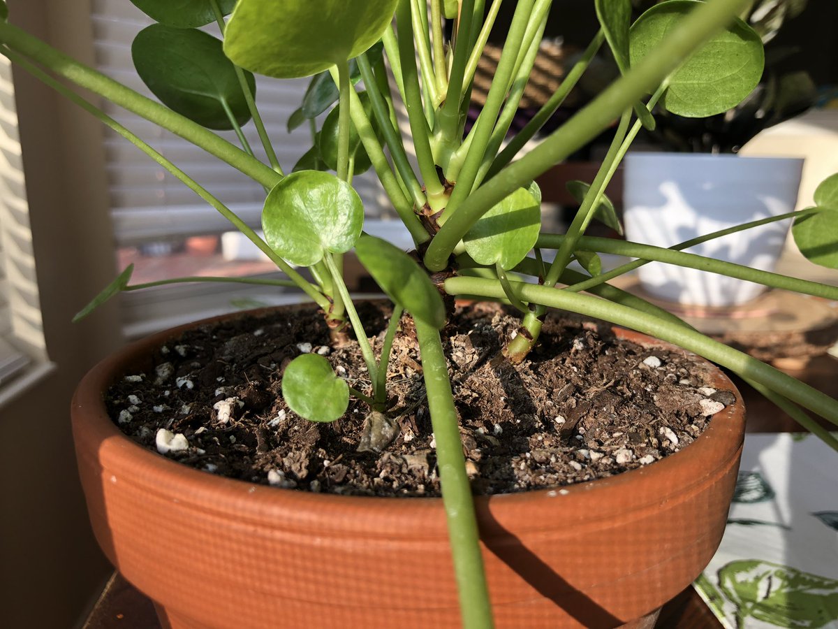 WtfPae's tweet image. #morningproject 🌱🤘🏻