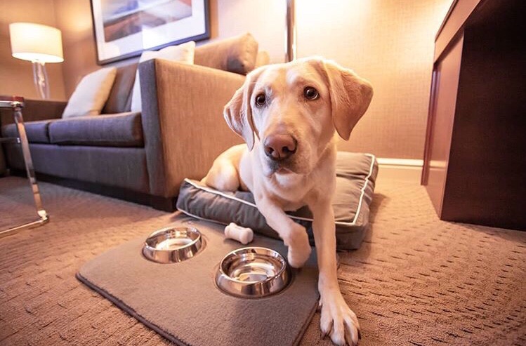 Sheraton Suites tweet media