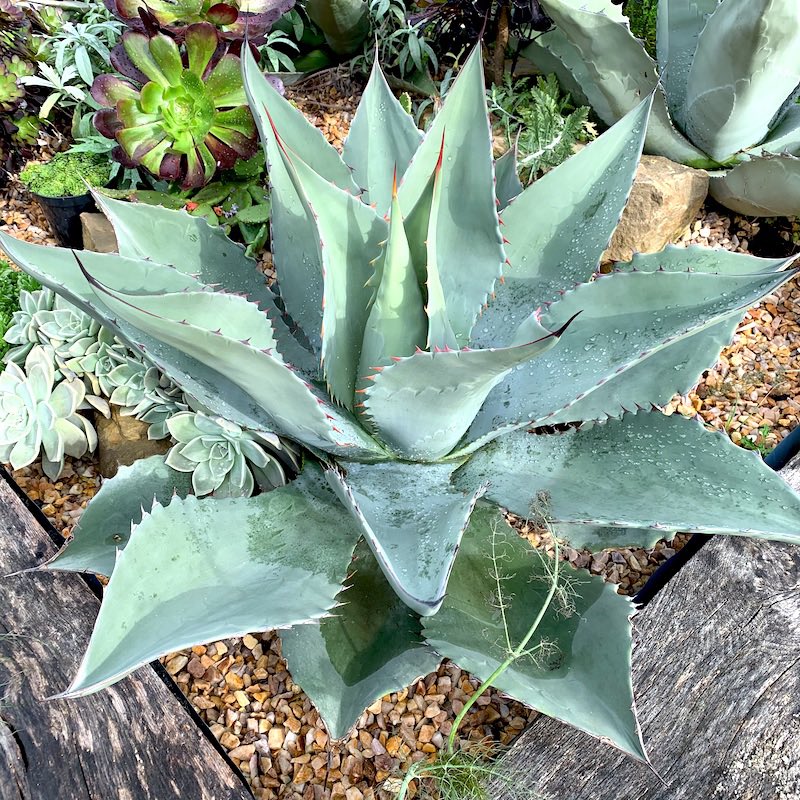 BruceBigPlant's tweet photo. Agave roof finally on, just got to finish building enclosure over the tender exotics bed.     #hardyagaves #succulentplants #agaves #winterprotection https://t.co/lseypJxe5w