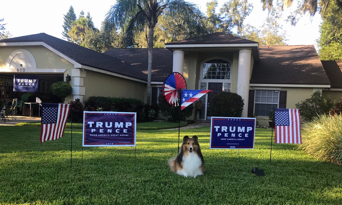 jerryathomas13's tweet photo. Shelties are for Trump too!
#shelties #floridafortrump https://t.co/qQmlVte7hg