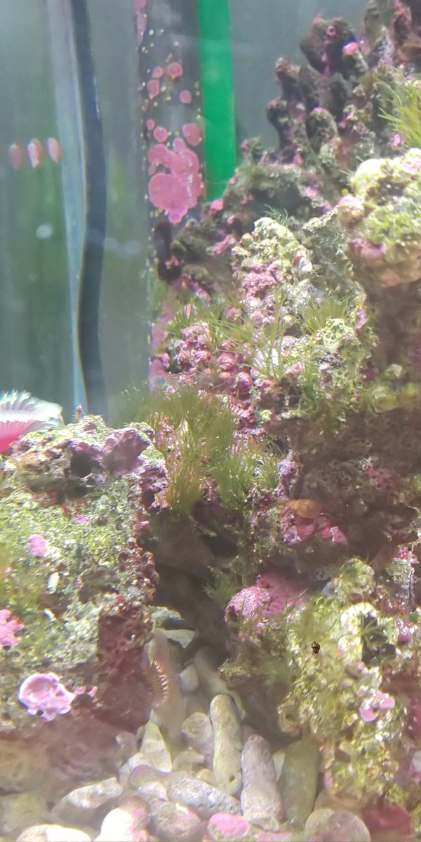 まるみ 最近の海水水槽は 石灰藻も増えるけど 他の海草もやたら増えてる ガラスにも緑のコケ付くし ライトの点灯時間が長いのかな エメラルドグリーンクラブ買いに行ったけど 売ってなかった もう ウニ入れようかしら