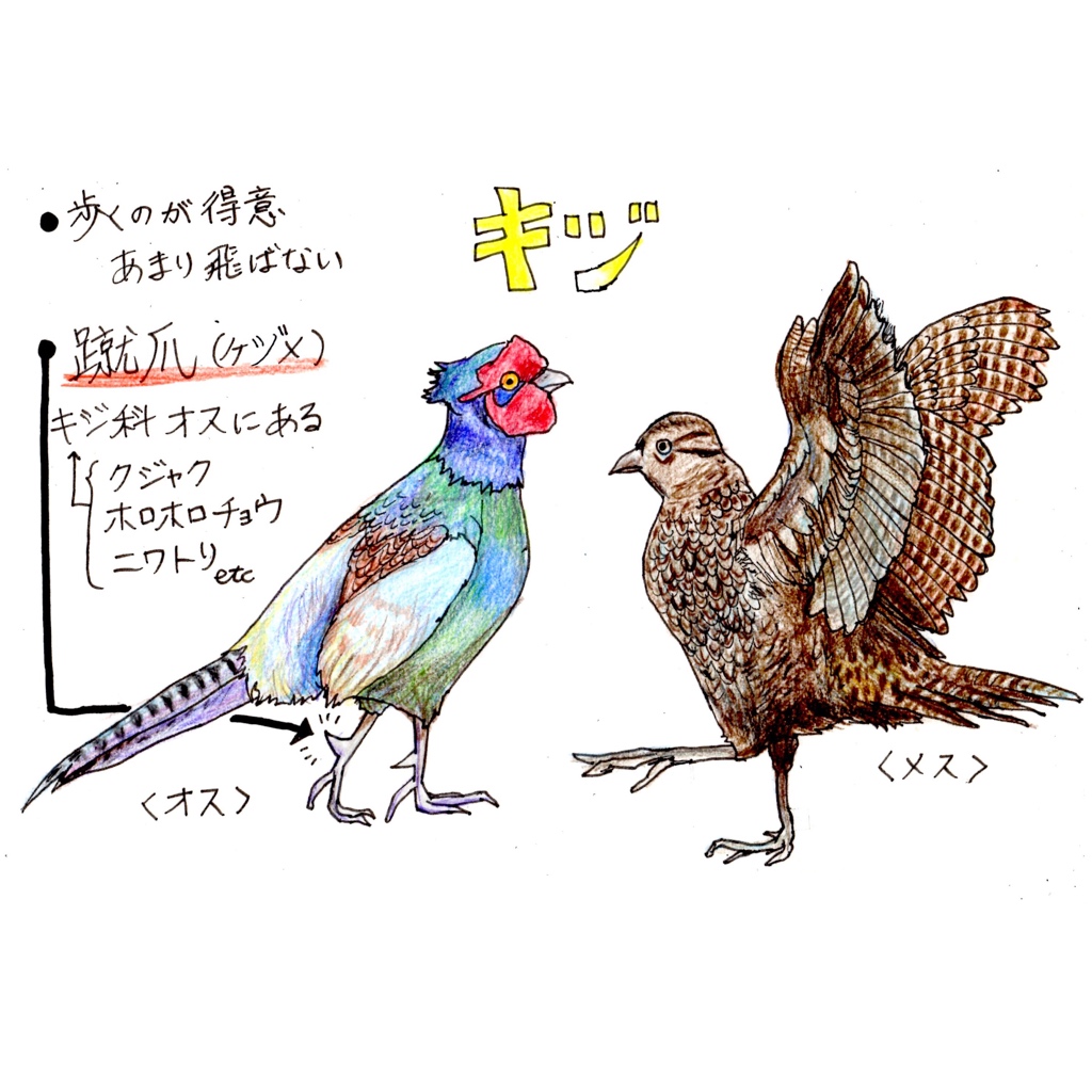 Eggplant 桃太郎のお供シリーズその3 雉の続き もも肉ってどこの肉 思い込みって怖いね イラスト 雉 国鳥 骨格 桃太郎 鳥 Eggplant 桃太郎のお供シリーズその3 雉の続き もも肉ってどこの肉 思い込みって怖いね イラスト 雉 国鳥 骨格 桃太郎 鳥