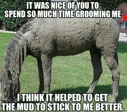 MyHorseTips_'s tweet photo. 100% accurate 😂 Tag a non-equestrian to inspire them to become one 👇
Read our blog: 🤠 https://t.co/C4er8doyx7 ☑️
#HorseshoeTheory #HorseRacing #clintonanderson #arabianhorse #morganhorse #caballosnosonobjetos #caballos #horses #horse #AnimalCrossingNewHorizons https://t.co/u28x3DtSK4