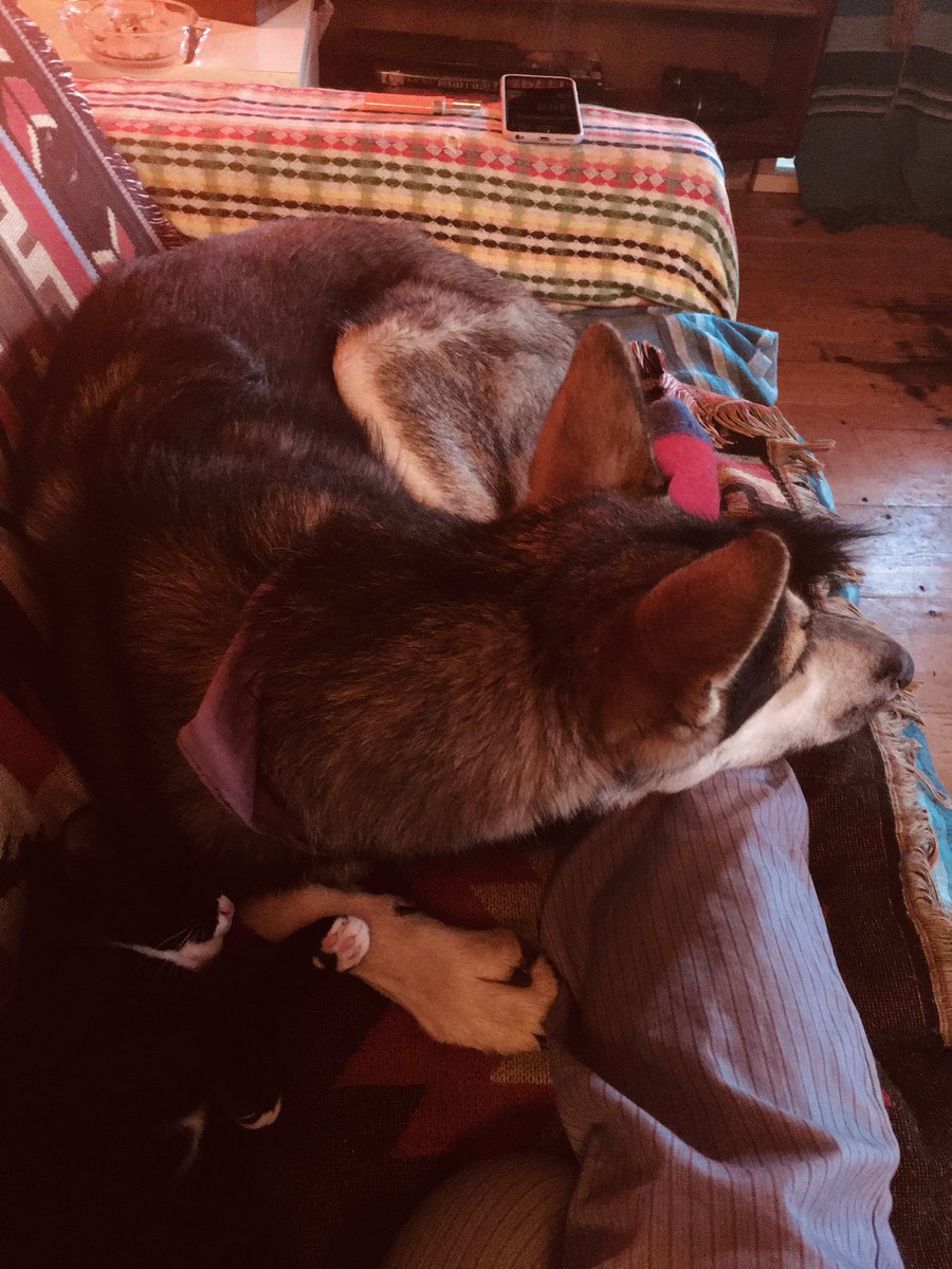 JAMortram's tweet image. #smalltowninertia #isolation #housebound Day 218 Look at these two!. 🥰