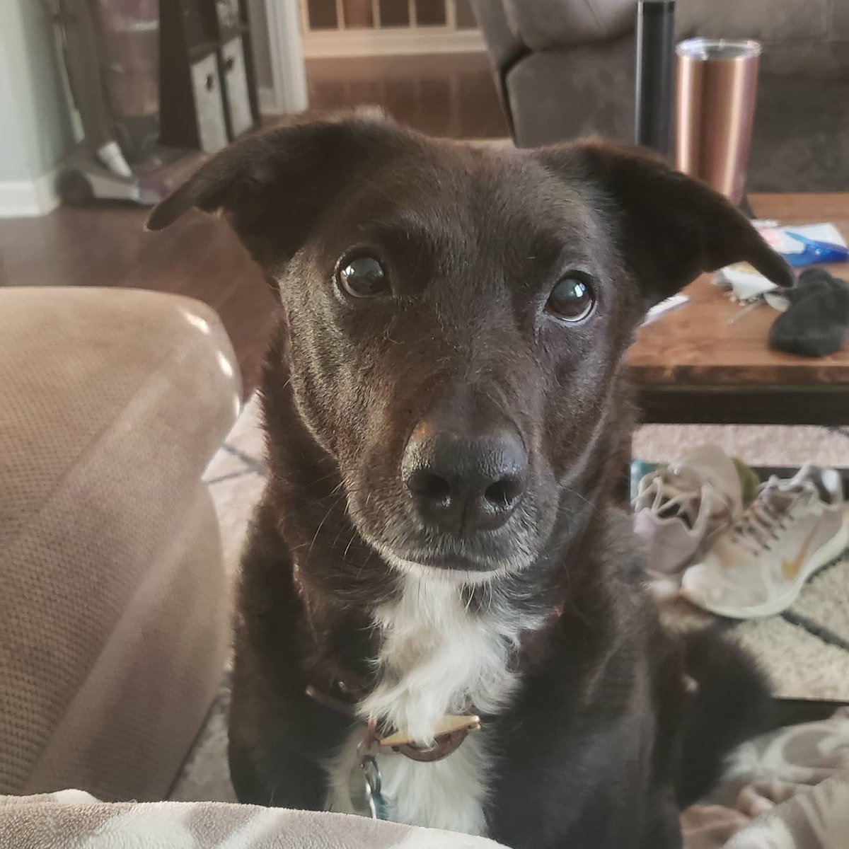 ABellOfChay's tweet photo. @Chewy His name is Kilo! https://t.co/Wu54YGkraZ