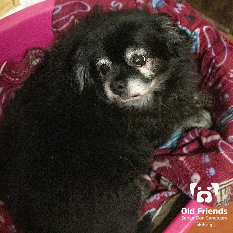 oldfriendssds's tweet photo. "I am a little nervous that the cats hold a slim lead over Mack and Babs! Happy Geezer Party Day"- Apollo
#ofsds #ofsdsapollo #ofsdsesther #seniordogs #ofsdsgoodmorning #ofsdsbondedpair #bondedpair #mackbabs2020 #geezerparty https://t.co/hFFMfw5mGA
