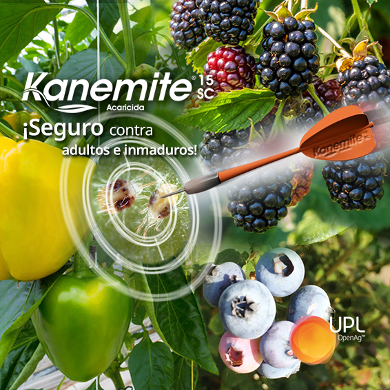 uplagro_mexico's tweet photo. Kanemite(r) 15 SC de UPL es altamente efectivo para el control de ácaros en berries, fresa, cítricos, solanáceas, cucurbitáceas, entre otros cultivos. 🍓🍊🍋🥒🍉 🍈🍅

Conoce más sobre UPL en 👉 https://t.co/w9FeO6o7et

#SolucionesUPL #Kanemite15SC #Acaricidas #ControlAcaros https://t.co/B4NyaLUMFG