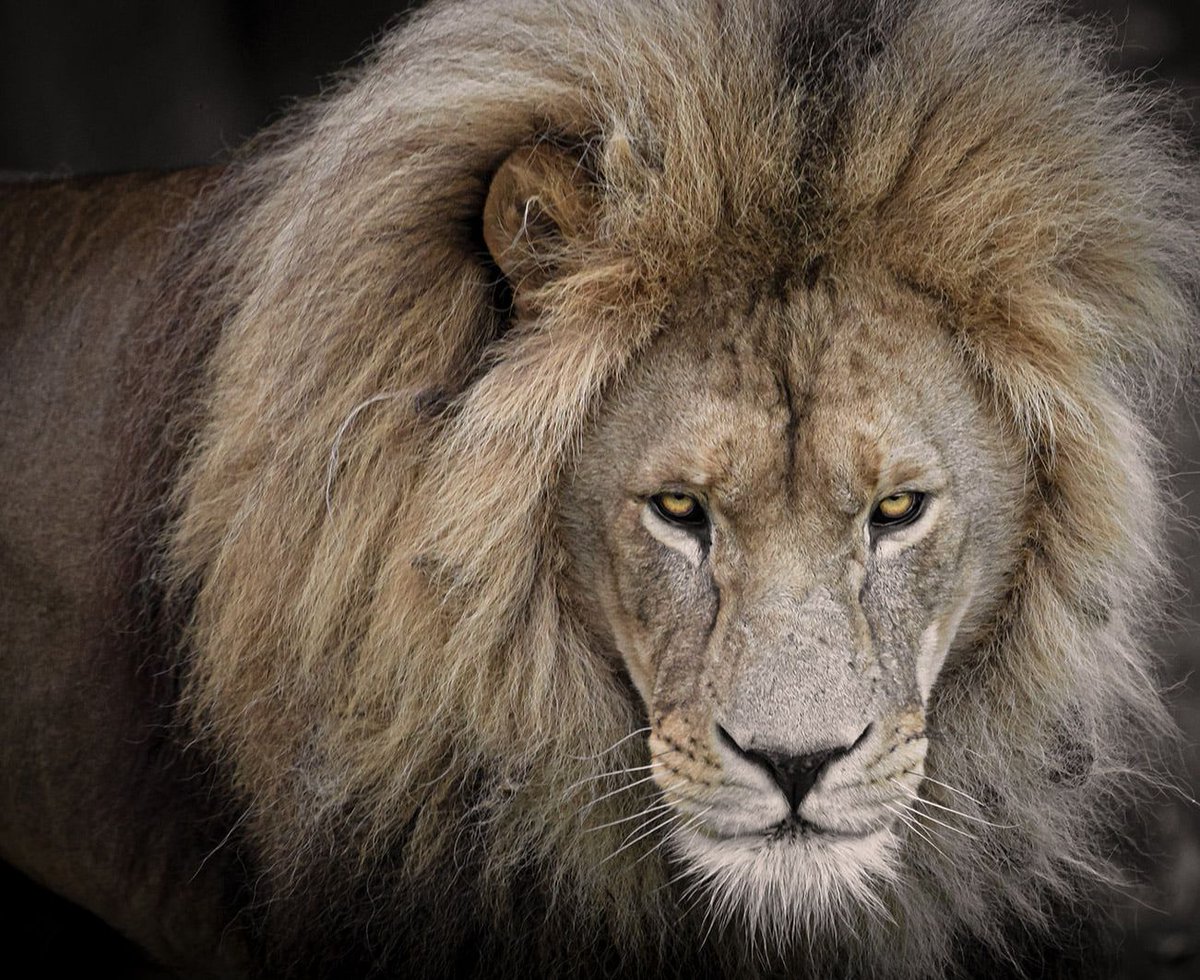 October Photo of the Month - We love the intense expression of this #lion, taken by Tim Jonas on a Going Digital workshop at Yorkshire Wildlife Park with Pandora Maund &amp; Kate Campbell. The composition really emphasises the lion's stare.  See it  at buff.ly/2YKSigM