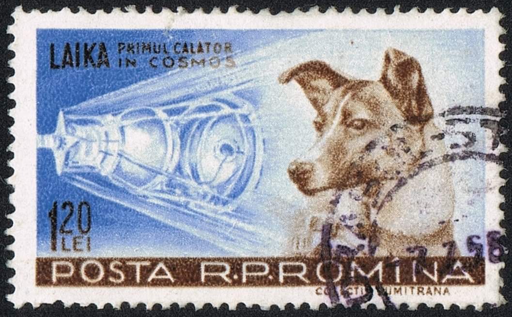 ExploraRusia's tweet photo. Laika, en ruso Лайка, (ladradora) fue una perra espacial soviética que se convirtió en el primer ser vivo terrestre en orbitar la Tierra. 
Lo hizo a bordo de la nave soviética Sputnik 2, el 3 de noviembre de 1957, un mes después que el satélite Sputnik 1. https://t.co/zVZCrh4e3Q