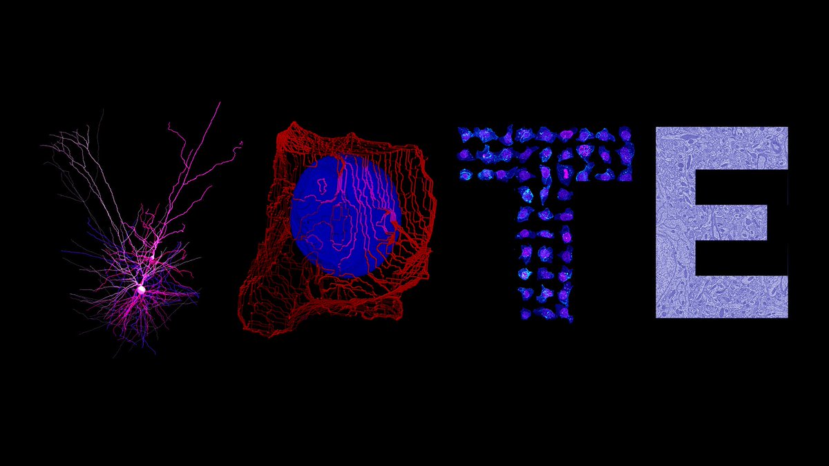 Allen Institute (@alleninstitute) on Twitter photo It’s #ElectionDay in the US. If you haven’t already, remember to VOTE. It’s #ElectionDay in the US. If you haven’t already, remember to VOTE.