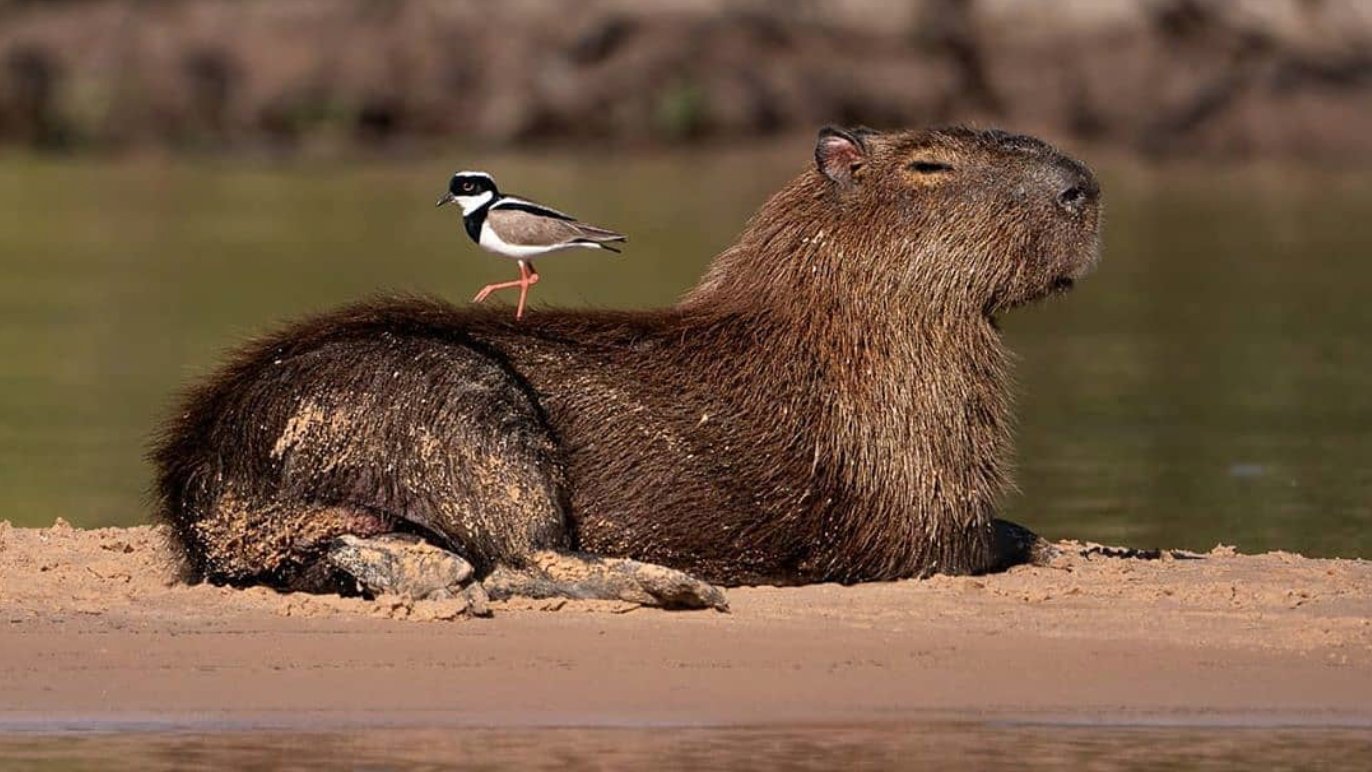 Déieren op Capybaras (@oncapybaras) / Twitter
