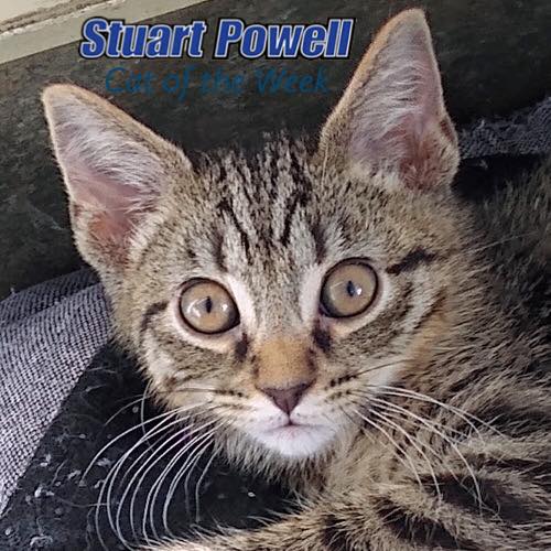 DBCHS_pets's tweet photo. Archie is an offspring of Duchess, who was adopted last month. This aristocat likes to play hide and seek with the other kittens at the humane society and chill on his throne (bed). https://t.co/x2D74O07jc #VoteResponsibly #adoptable #Archie  #AdoptDontShop #kittensoftwitter https://t.co/KxSnFDPhun