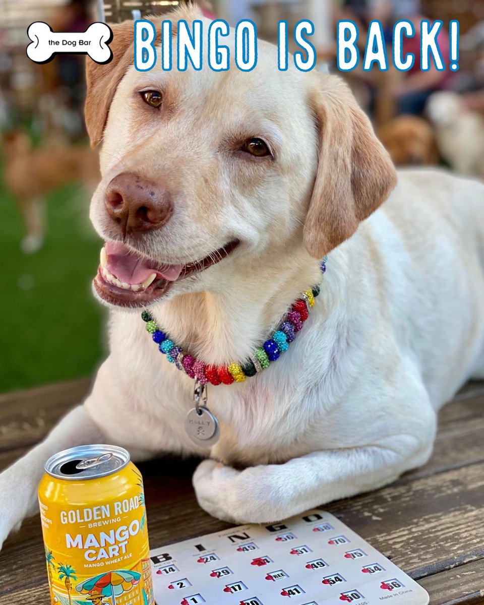 After you cast your 🇺🇸vote🇺🇸 come to Dog Bar and play a relaxing game of bingo! That’s right, Bingo is back! Always free to play! Awesome prizes! Just pups and cold, cold beer!! 🍺 🐶🐾🇺🇸 #vote #pups #beer #bingo