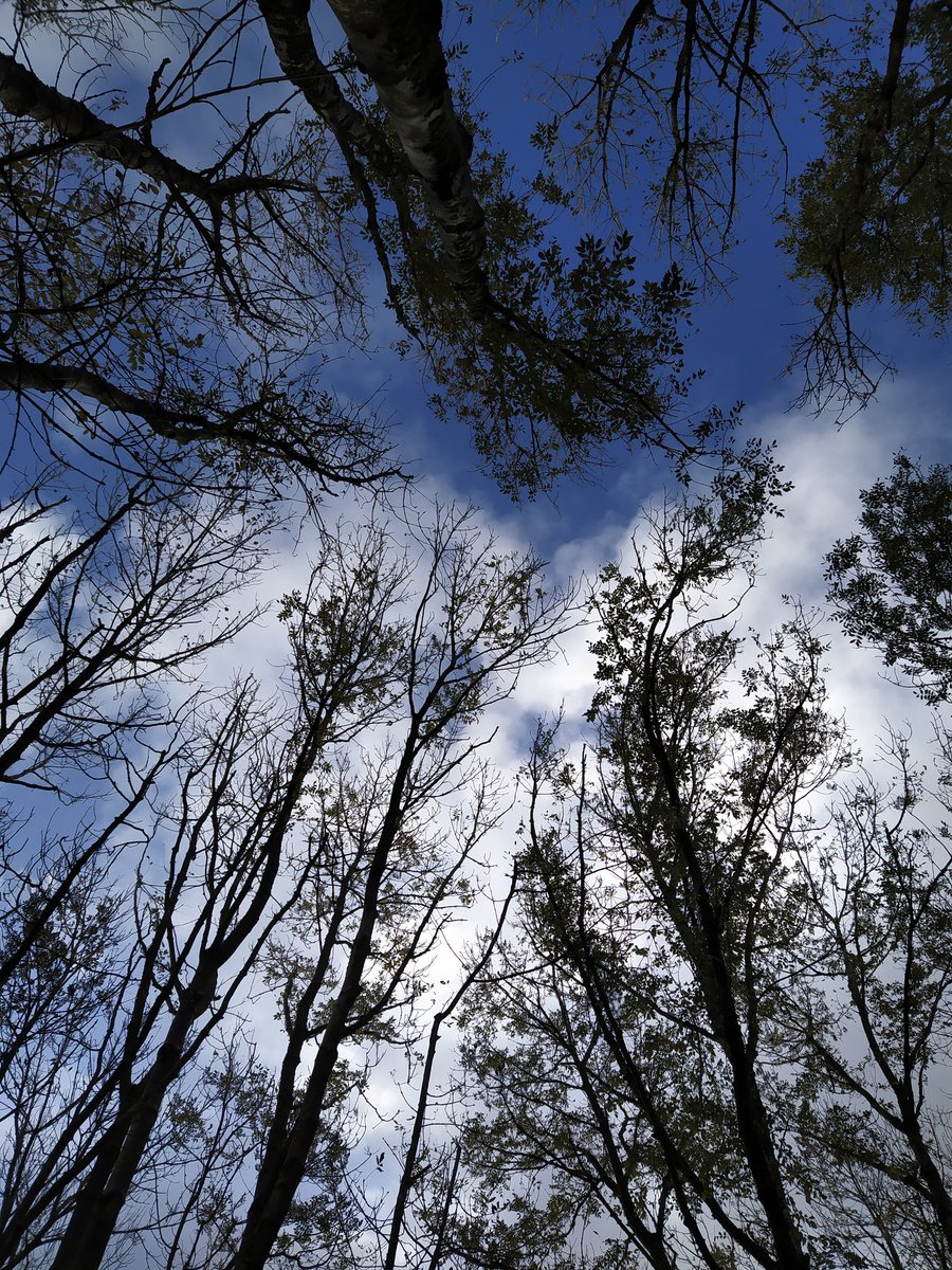 Walk in the woods. Nice to get outdoors for a bit!

#outdoors #walk #walking #forest #forestwalk #midweekbreak #nature #woods #forestsky #freshair #freshweather #notthatweknow #djlife #melodictechno #donegal #donegalwalks #wildatlanticway