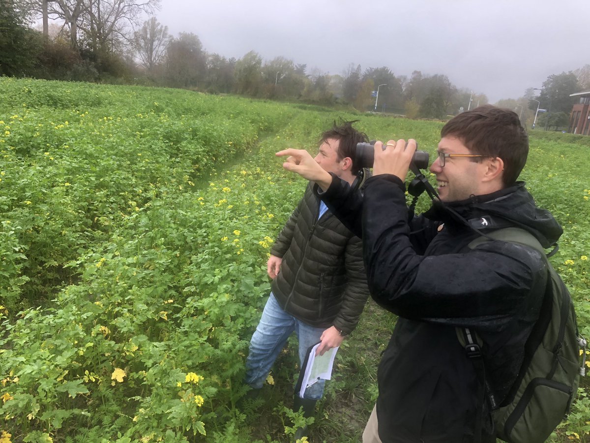Stagiaire Adrian Stoutjesdijk (via <a href="/ZLTO/">ZLTO</a> / <a href="/PolderNatuurZ/">PolderNatuurZeeland</a>) èn Jimmy Pijcke (@SLZeeland) monitoren in groenbemesters (GLB Akkerbelt - Poldernatuur Zeeland / ZLTO. Start monitoring: 1. Graanstoppels en/of groenbemesters met langer groeiseizoen. <a href="/LTONederland/">LTO Nederland</a> <a href="/BoerenNatuurNL/">BoerenNatuur</a>