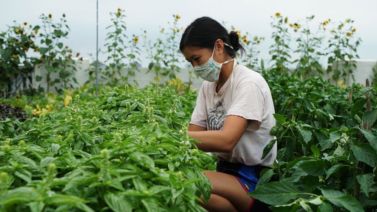 Need a good read to distract yourself a bit today? Check out the Green Roofs - Living Architecture Monitor Fall 2020 edition and learn about how our business has had to adapt during the pandemic. #greenroofs 
nxtbook.com/dawson/greenro…