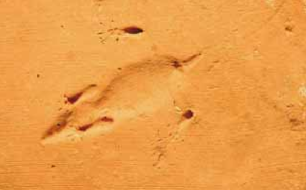 romanpalace's tweet image. Everyone seems to be loving the "animal prints in Roman tiles" today, so we're going to post this. AGAIN. 

We don't care how often you've seen it. And let's face it, neither do you.