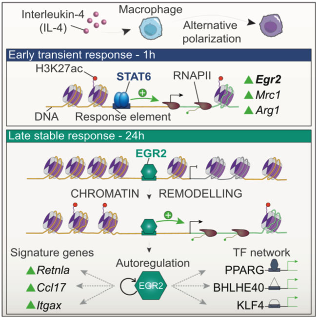 Genes & Development tweet media