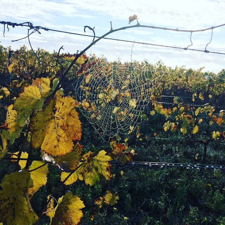 #Covid_19 on s'adapte : Accueil sur rdv, précommande, #Drive, livraisons #maineetloire et départements limitrophes ! Contactez nous !
Boire un canon c'est sauver un vigneron !

<a href="/Anjoutourisme/">Anjou tourisme</a> <a href="/saumur_tourisme/">Saumur Val de Loire</a> @fandechenin