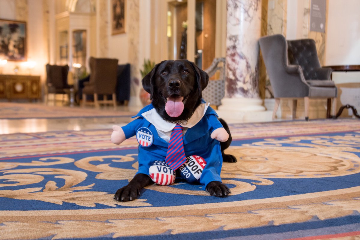 FairmontCopley's tweet photo. Our good girl Cori Copley wants to remind you today is #ElectionDay! 🗳 Will you be doing your civic “doody” to vote? #VoteVoteVote #Election2020 #Vote2020 #ElectionNight #GoVote 

📸: @kataramstudios https://t.co/aY3IoiRzii