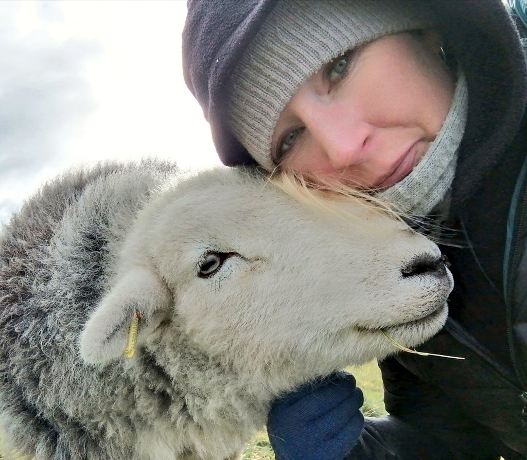 Sheep therapy, spirits lifted #droopsy #sunshine #farm  #morningrounds