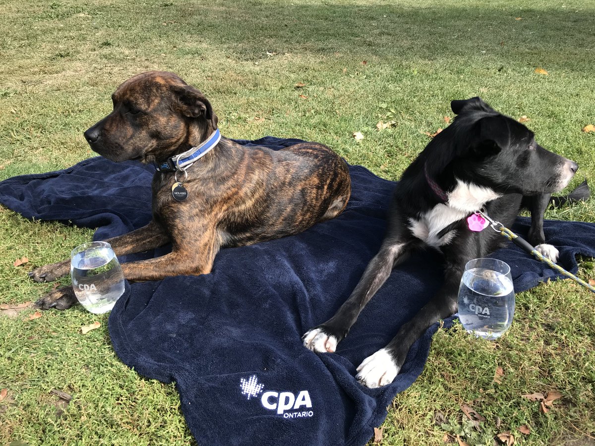 CPA Ontario tweet media