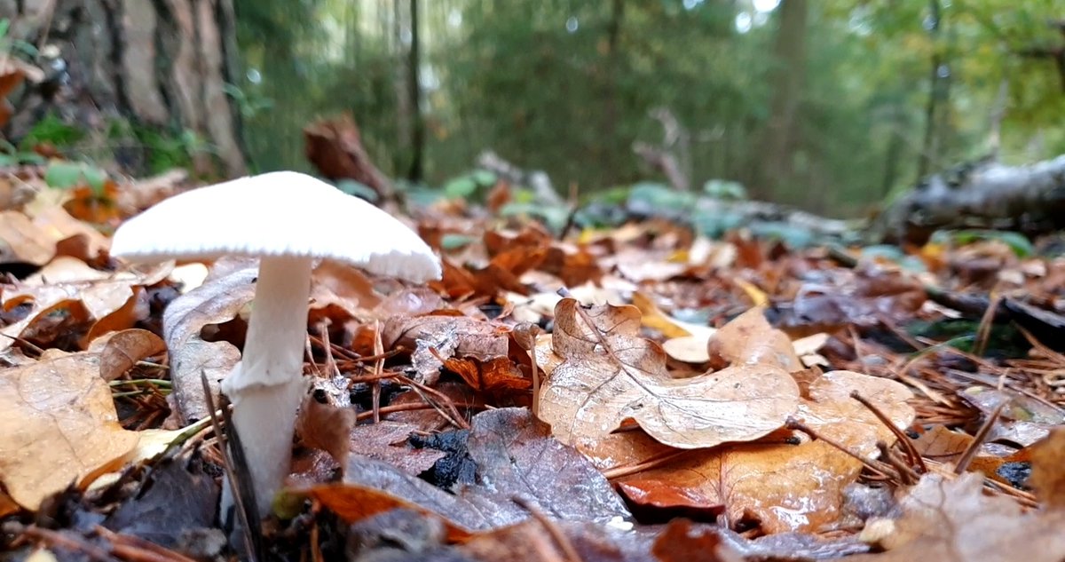 EarthReDiscover's tweet photo. Looks like a standard mushroom to me.

Conclusion: mushroom

 #walking #hiking #countryside #outside #rediscover #adventure #walkingapp #autumnvibes #visitengland #forest #woods https://t.co/6ONJSvho0f