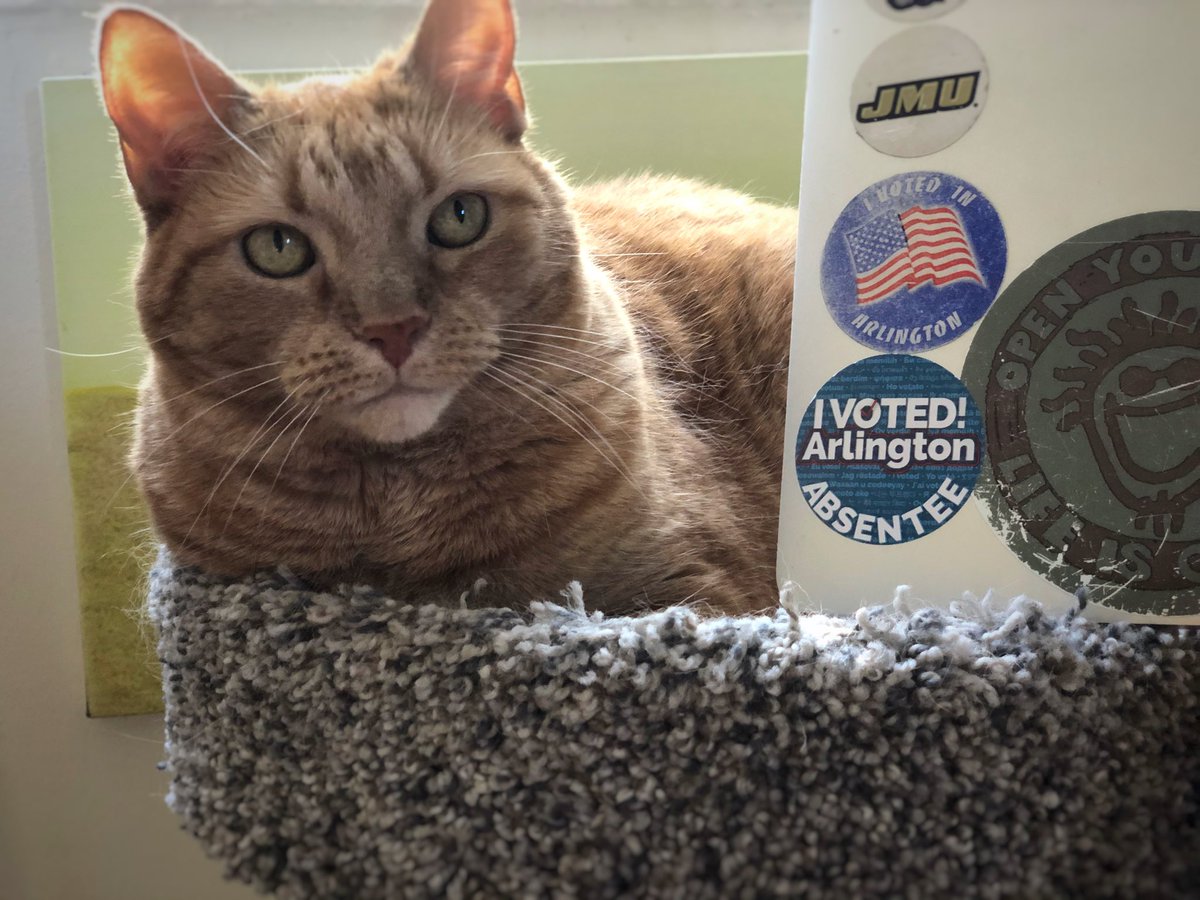 Hopeful, dreaming—and tentative. Occupying my mind with #SEO and this orange furball. Both are working okay. 

#vote #Election2020 #AbsenteeBallot