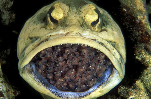 Weird Animals on Twitter: Weird Animals on Twitter: