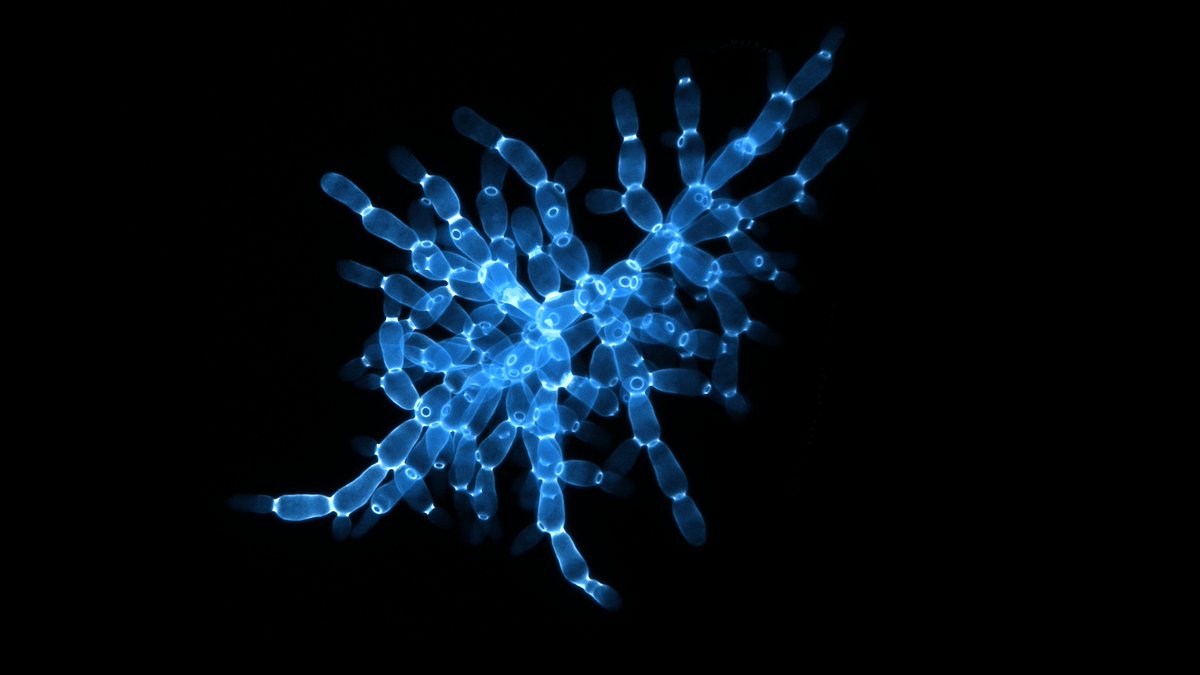 In particular, the more bipartite a cellular topology is, the more concave the ROI curve can be while still favoring specialization. Bipartite-like graphs are common in early multicellular organisms, because it’s easy for cells to grow by staying together after division.