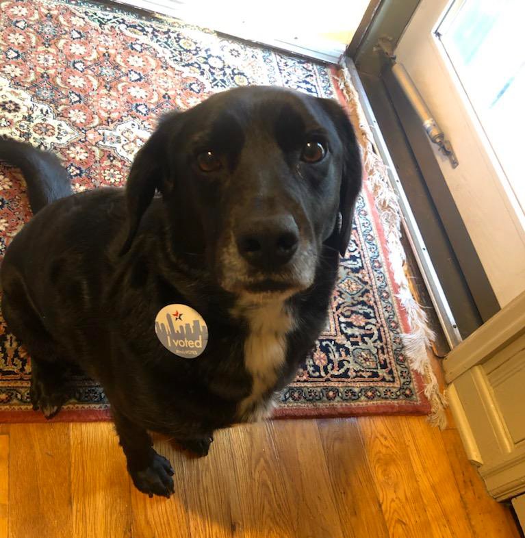 learnmorein's tweet photo. Our mascot, Eli, is very glad his owner voted. If you haven’t, the polls are open until 6pm tonight. Visit https://t.co/T45abxGs9I for more info #VoteIndiana #Vote2020 https://t.co/2B2o0K7YEp