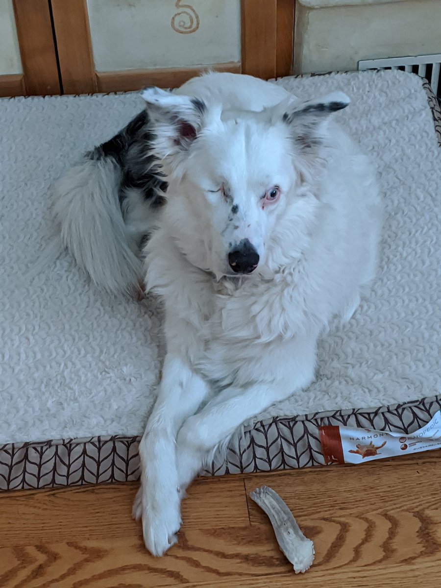 hipscomplicated's tweet photo. @bennessb This is my special needs girl Bella. We put an eye patch on her to make her a pirate dog, but she shook it off before we could get a picture. (She is always a little anxious, but it is worse today because she feels the tension). https://t.co/bbhAVr961U