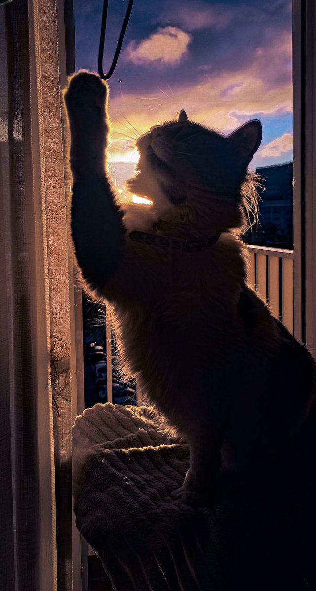reberivas7's tweet photo. La rata hoy se merecía una sesión☀️🐈 https://t.co/qVM1OEjqUj