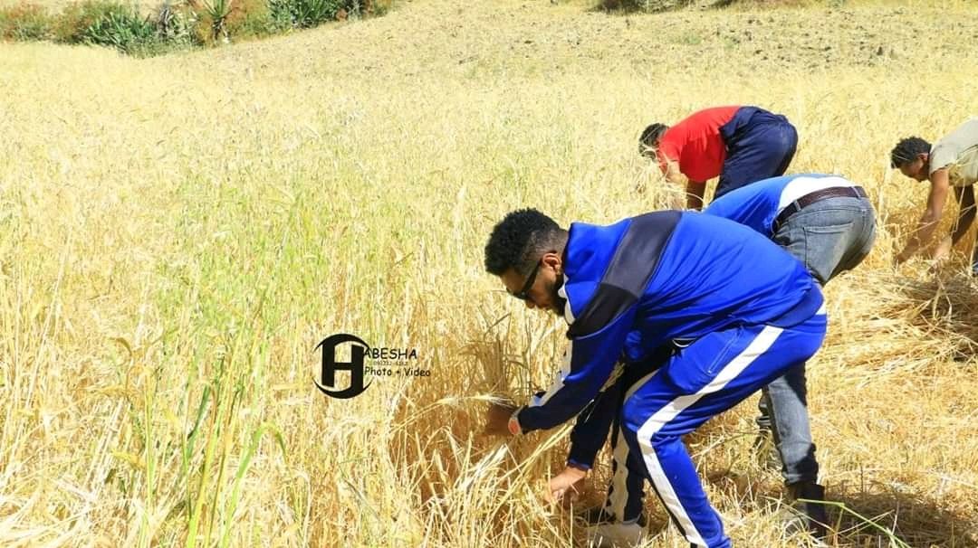 24 ጥቅምቲ 2013 ዓ/ም ብማሕበር ልምዓት ኣውላዕሎ ኣተሓባበራይነት ዝተደለወ ካብ ከተማ ውቅሮ፣ መቐለን ከባቢኡን ኣርቲስትታት፣ ስፖርተኛታት፣ ጉዱሳት መናእሰይን ኣብ ወረዳ ፃዕዳ እምባ ጣብያ ሰንደዳ ወፍሪ ዓፂድ ኣካይዶም። ክብሪ ተወንዘፉ።🙏👏