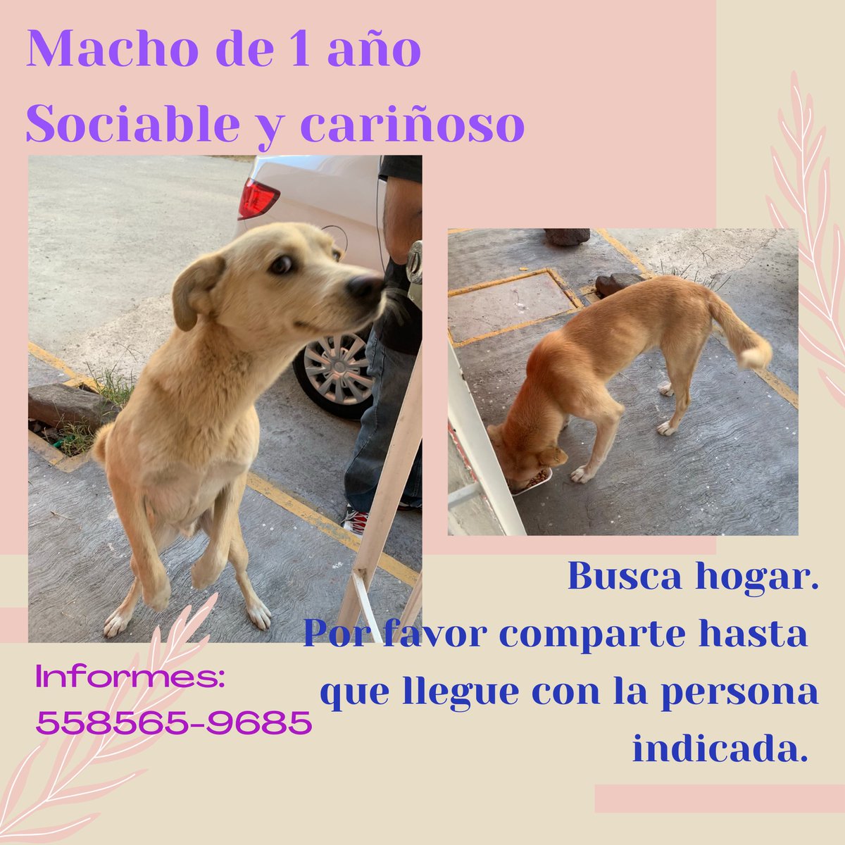 BarukaLaksmi's tweet photo. Ojalá seas tú quien pueda recibirlo, sino, agradeceré enormemente que difundas por favor. @FundacionTomy , @MetroCDMX , @InsMixcoac , @Respe_Can , @MixcoacCDMX , @LaRomaMex , @SuavesLomitos , @UNAM_MX , @AmigosProAnimal https://t.co/0FYOVHYxk2