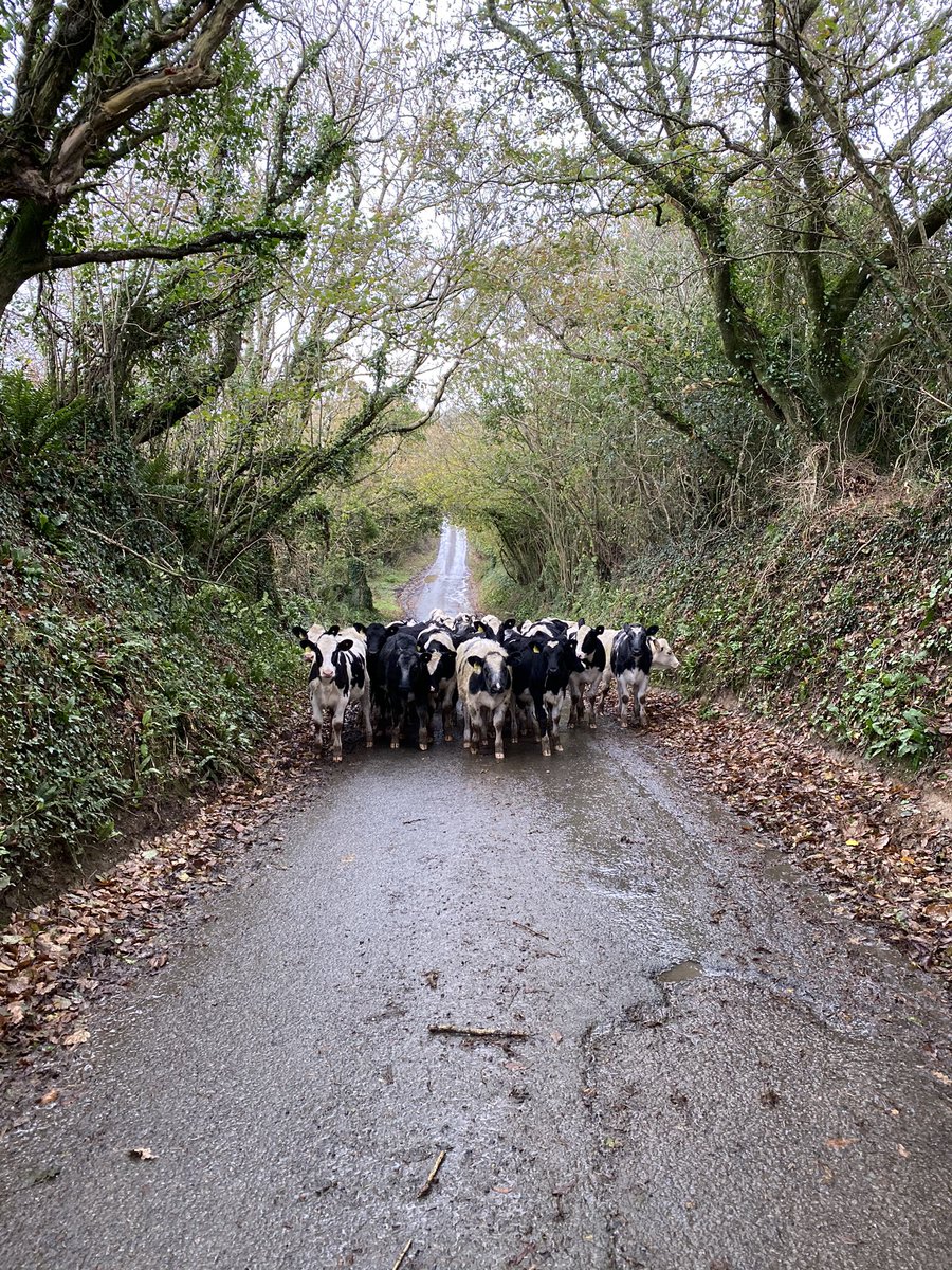 GraceKempthorne's tweet photo. Lunch breaks when working from home are much more fun than office lunch breaks #LunchTimeFarmer #NewPasturePlease https://t.co/5XJRjuvvPC