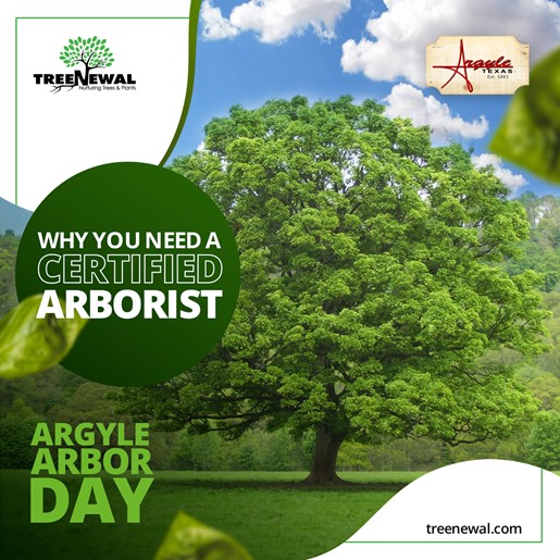 The Town of Argyle is so excited to partner with TreeNewal to give away 150 trees to the Argyle community! TreeNewal can help you plant your new tree as well. 

Check out their planting tips here: treenewal.com/why-you-need-a…

#ArgyleArborDay #TexasArborDay #ArgyleTX