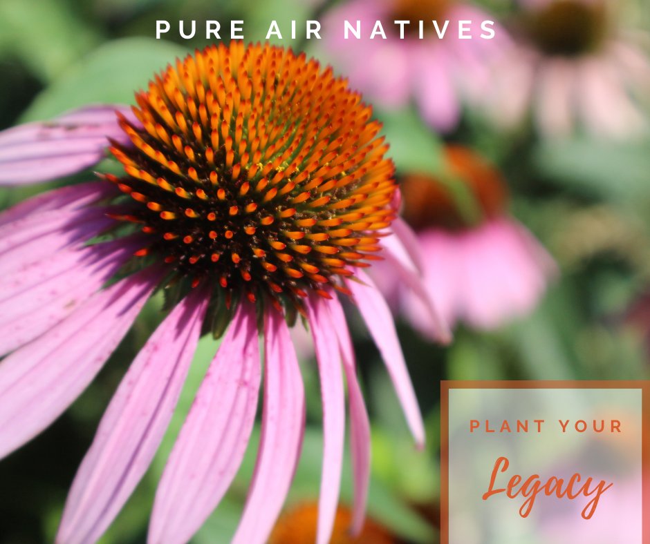 PureAirNatives's tweet photo. All of our native grass and wildflower seed mixes are sold in Pure Live Seed to ensure you pay for seed that will germinate. Explore our blends and order the one that fits your planting goals and budget ➡️ https://t.co/fIWcgRS8ZD https://t.co/SFpwEA1yjD