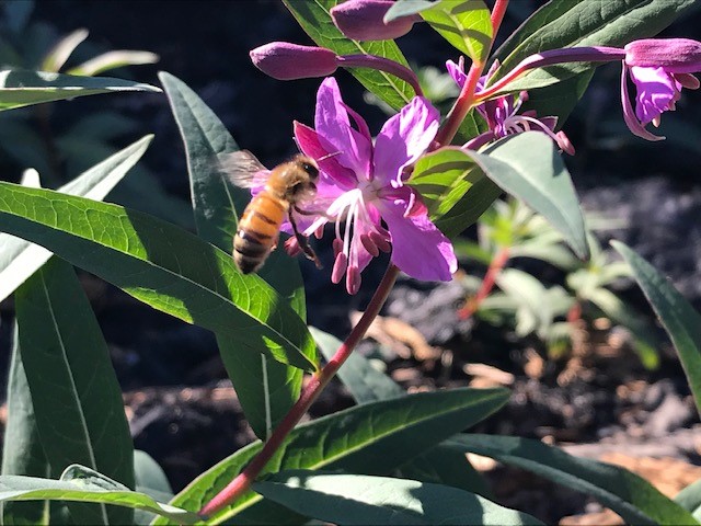 SixRiversNF's tweet image. While assessing #RedSalmonComplex, BAER specialists found fireweed growing within a moderate-to-high soil burn severity area.

Fireweed (Chamaenerion angustifolium) is a native perennial. The name “fireweed” stems from its ability to rapidly colonize areas burned by fire.