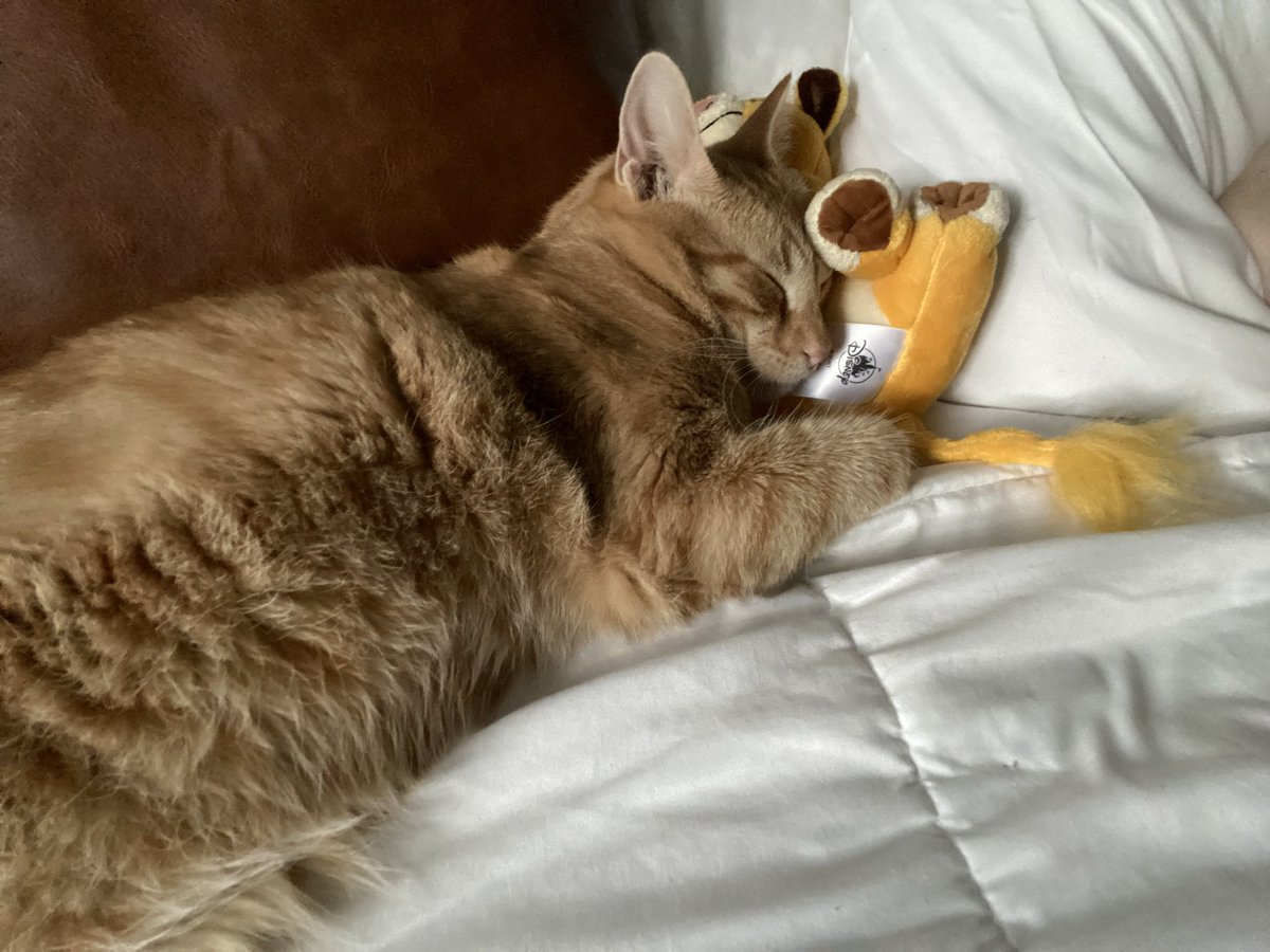 Here’s Simon cuddling with a Simba toy if anyone needs some serotonin