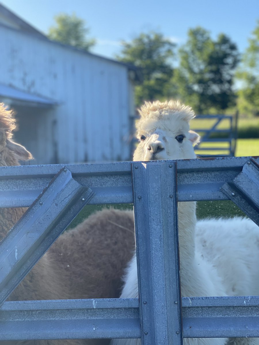 topazandbug's tweet photo. Just dropping some animal pics during this stressful time. Remember to vote today and look at cute animals. https://t.co/ifb7AQHikl