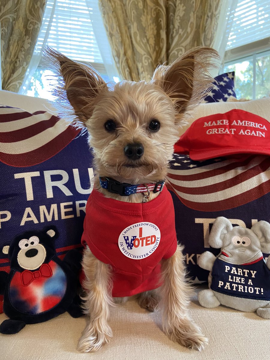 AtticusFinchAYS's tweet photo. #vote #vote2020 #republican #redkingdom #trump2020 #trump  #morkie #electionday  #election #makeamericagreatagain #maga @realDonaldTrump @DonaldJTrumpJr @LaraLeaTrump @RealJamesWoods @EricTrump @KellyannePolls @IvankaTrump @FLOTUS @PressSec @FoxNews @newsmax @JudgeJeanine https://t.co/x3RLMFl2NN