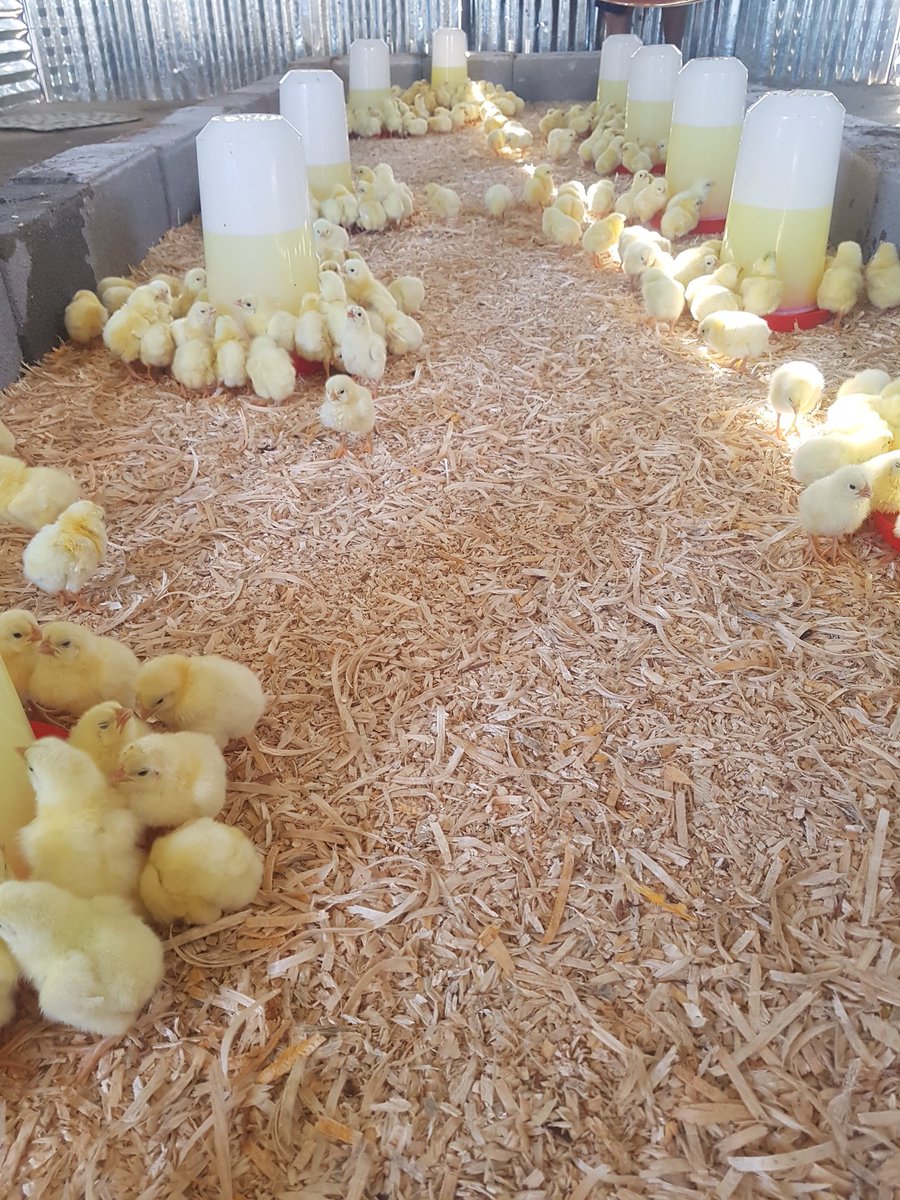 vuyoza_'s tweet photo. We are ready for December #YoungAndFarming #FarmingTwitter https://t.co/Gtyc0FY0p8