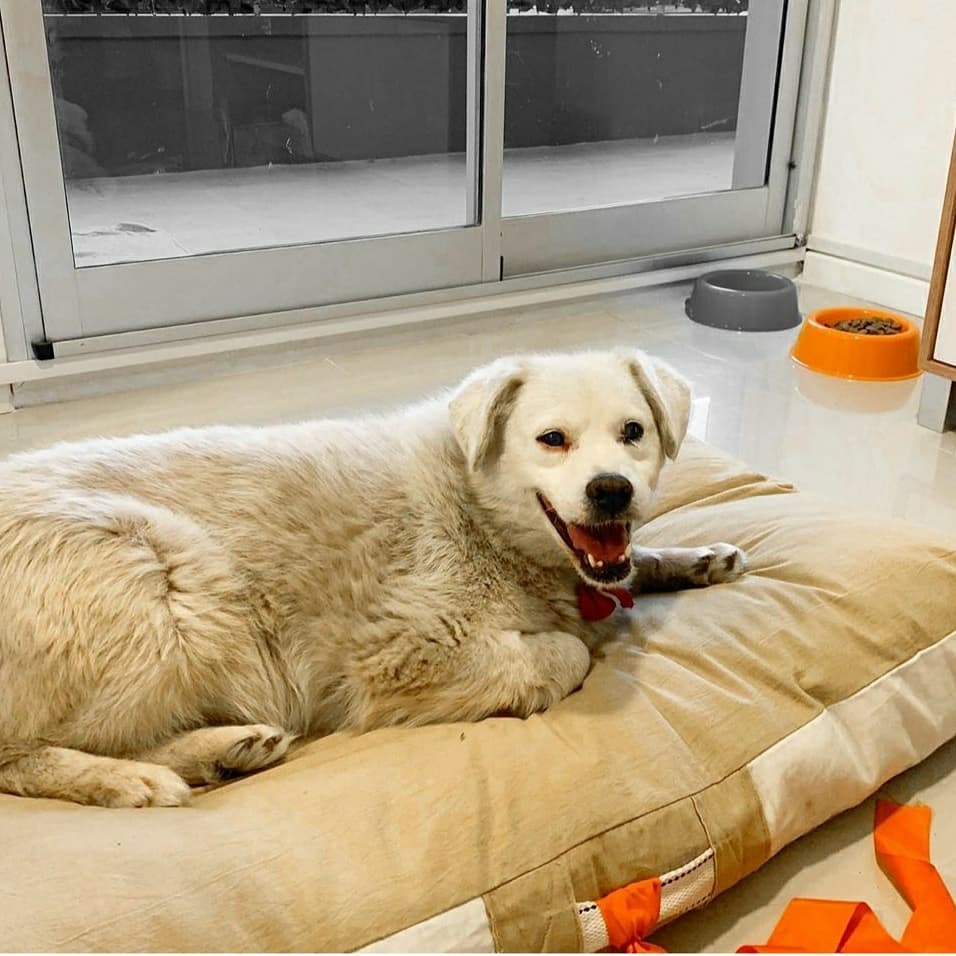 elcampito's tweet photo. Cebolla tiene una condición particular. Sus ojos no atrapan la luz. No ve.
También tiene otra condición, propia de los perros ciegos. Ve con el corazón. Enseguida se adaptó a su nuevo hogar, repartió dulzuras y le encantó su cama
Felicidades familia, que sean muy felices juntos💕 https://t.co/FdxWRf5GCz