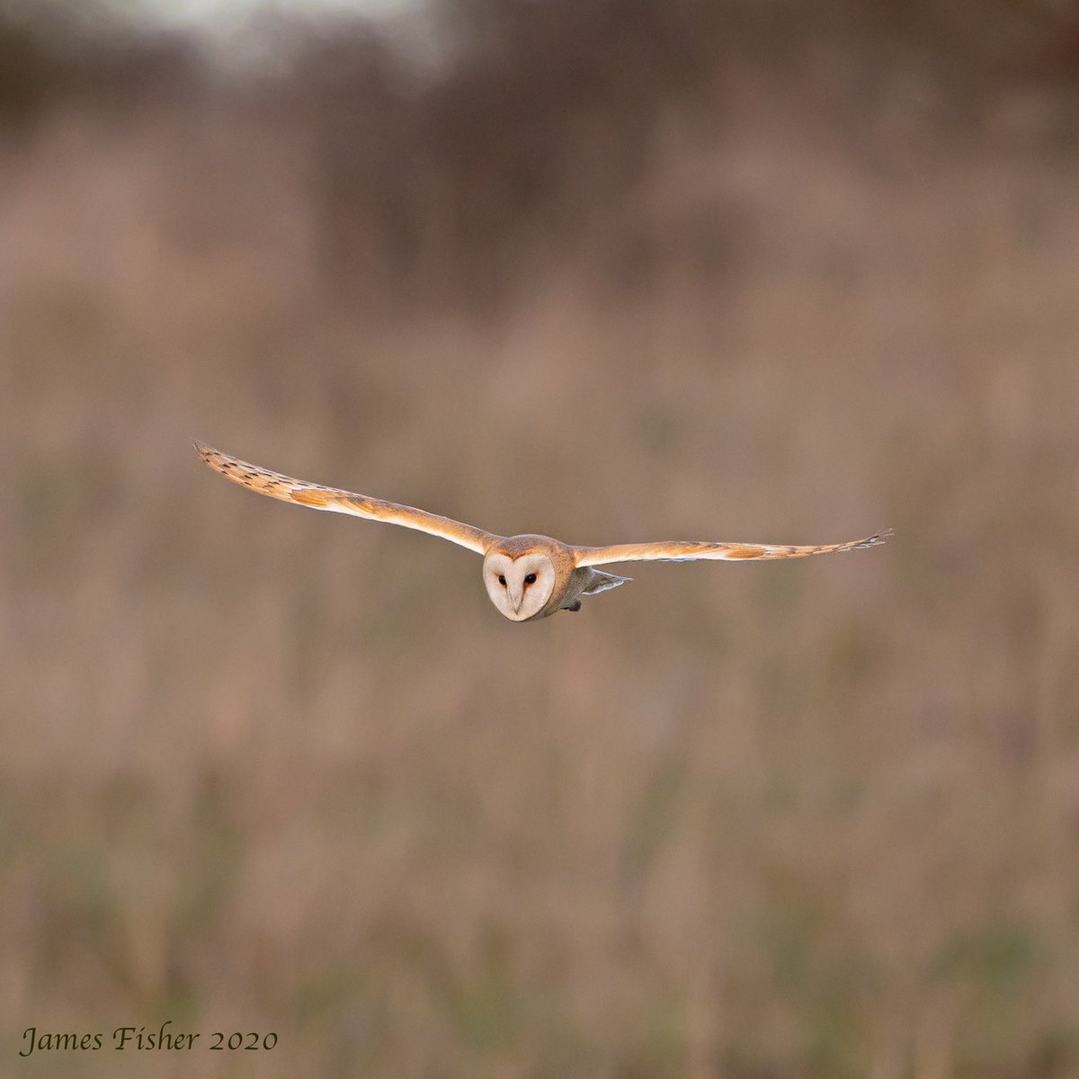 j2fisher's tweet photo. Back out on Salisbury Plain this afternoon.  4 Short Eared Owls and the Barn Owl about.  And this time, managed to get photos of both. https://t.co/d90lSg6ys8