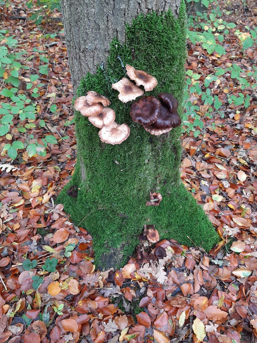destentor.nl/herfstfoto
